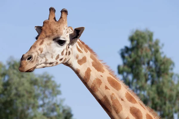 beautiful and voluminous giraffes with characteristic spots