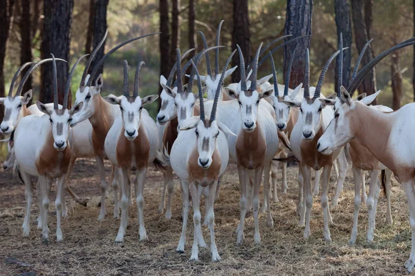 huzur içinde otlatma Oryx gazella bir sürüsü