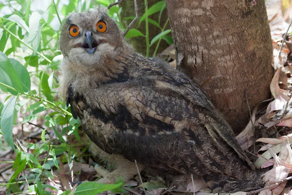 Birds of prey velké a výrazné oči nádherné barvy — Stock fotografie