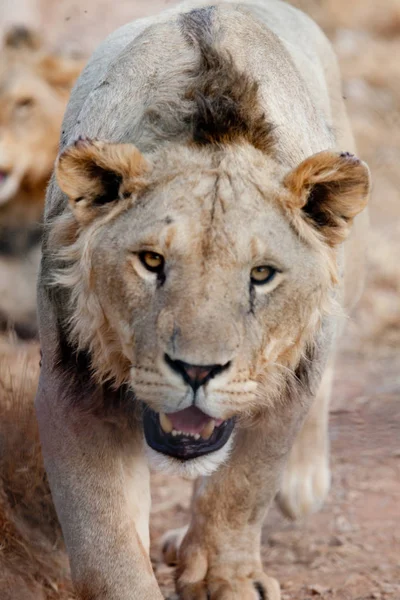 Retrato de león caminando defrente —  Fotos de Stock