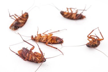  Hamam böceği beyaz arka plan üzerinde öldü