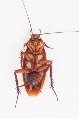  Hamam böceği makro beyaz arka plan üzerinde ölü ateş olduğunu