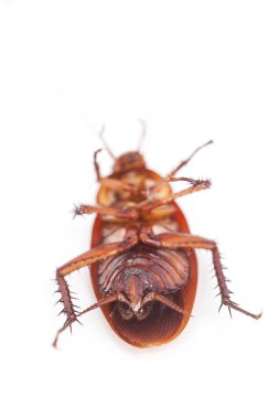  Hamam böceği makro beyaz arka plan üzerinde ölü ateş olduğunu