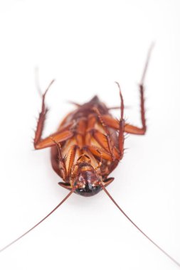  Hamam böceği makro beyaz arka plan üzerinde ölü ateş olduğunu