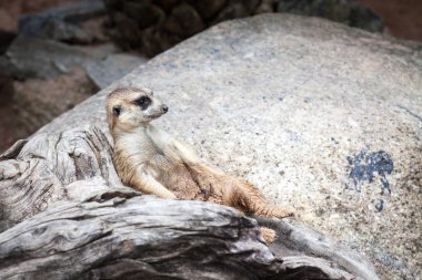 Meerkat Khao Kheow aç Hayvanat Bahçesi, Tayland bulundu