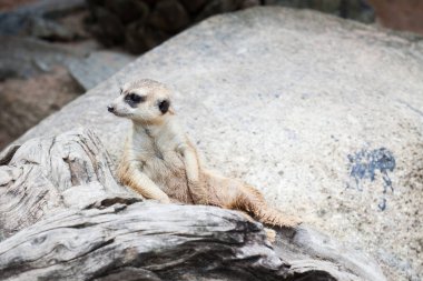 Meerkat Khao Kheow aç Hayvanat Bahçesi, Tayland bulundu