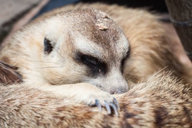 Meerkat Khao Kheow aç Hayvanat Bahçesi, Tayland bulundu