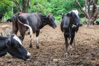 çiftlikte süt inek sürüsü