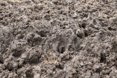 ayak izi sürünün süt inek ıslak toprak