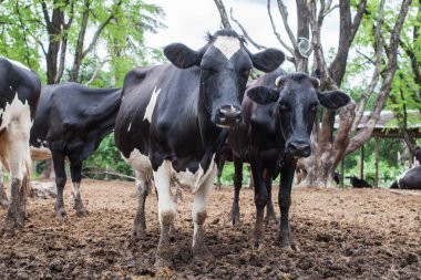 çiftlikte süt inek sürüsü