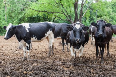 çiftlikte süt inek sürüsü