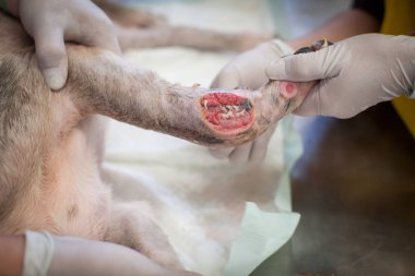 Sokak köpeği Vakfı tarafından kurtarıldı