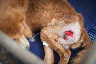 Sokak köpeği Vakfı tarafından kurtarıldı