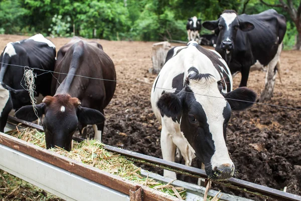 Manada de vacas leiteiras na exploração — Fotografia de Stock