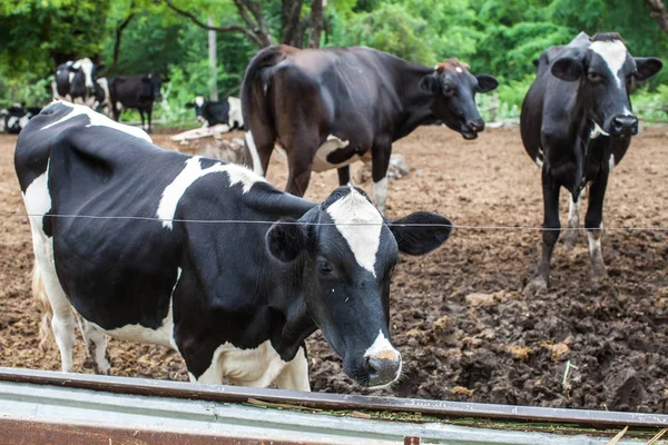 Milchkuhherde auf dem Hof — Stockfoto