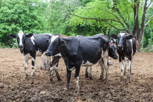 Manada de vacas leiteiras na exploração — Fotografia de Stock