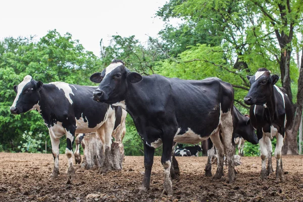 Manada de vacas leiteiras na exploração — Fotografia de Stock