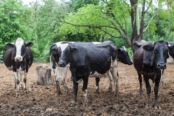 Manada de vacas leiteiras na exploração — Fotografia de Stock