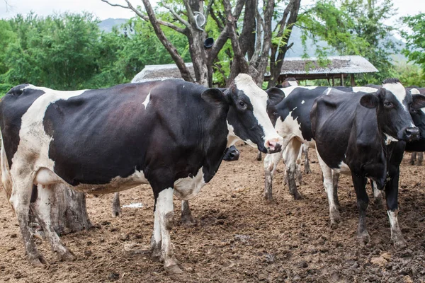 Çiftlikte süt inek sürüsü — Stok fotoğraf