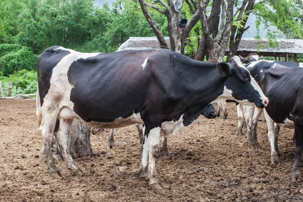 Manada de vacas leiteiras na exploração — Fotografia de Stock