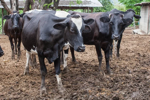 Manada de vacas leiteiras na exploração — Fotografia de Stock