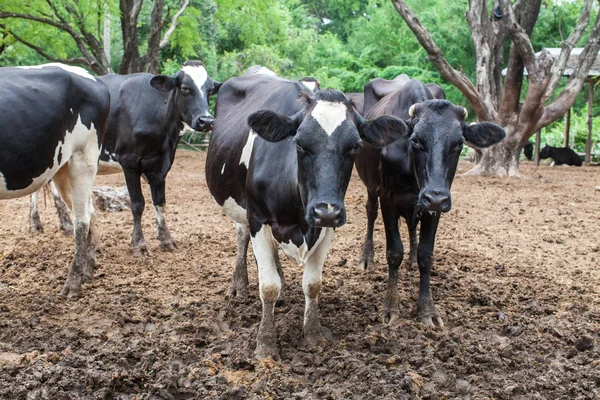 Manada de vacas leiteiras na exploração — Fotografia de Stock