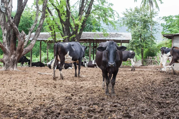 Manada de vacas leiteiras na exploração — Fotografia de Stock