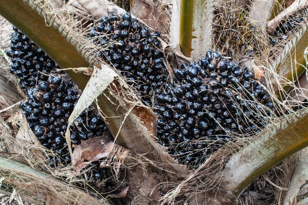 Palmera aceitera y su racimo en el jardín de palmeras —  Fotos de Stock