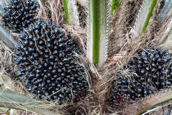 Petrol palmiye ağacı ve onun grup hurma bahçesinde