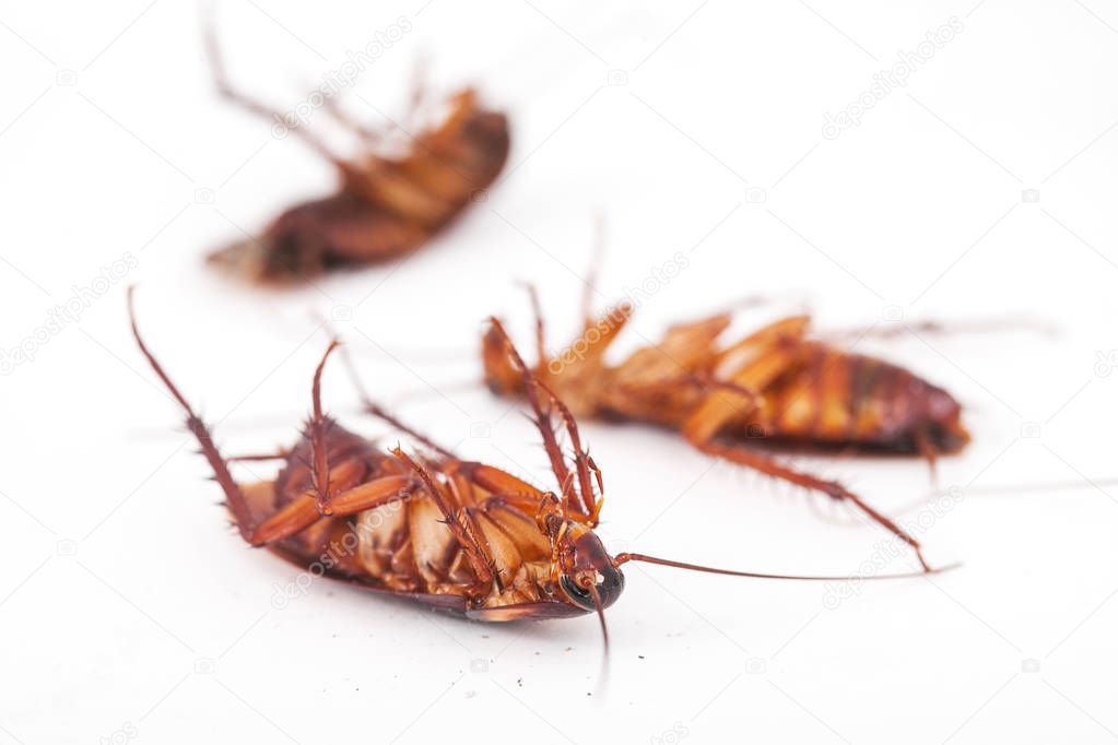  cockroach is dead on white background