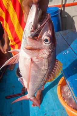 Rusty jobfish balıkçı teknesi üzerinde tutarak balıkçı