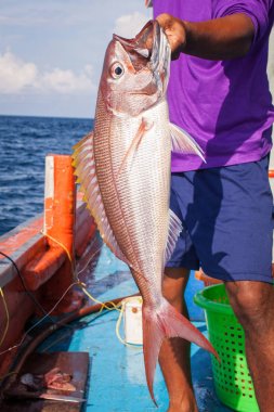 Rusty jobfish balıkçı teknesi üzerinde tutarak balıkçı
