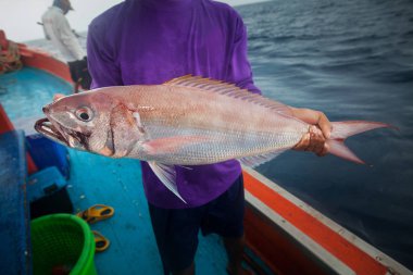 Rusty jobfish balıkçı teknesi üzerinde tutarak balıkçı