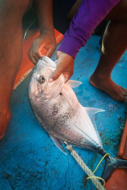 Balıkçı teknesinde balıkçı ile alçakgönüllü trevally