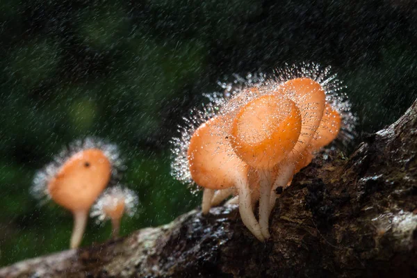 Pilzbecher auf zerfallenem Holz mit Regen, im Regenwald von Thailand — Stockfoto