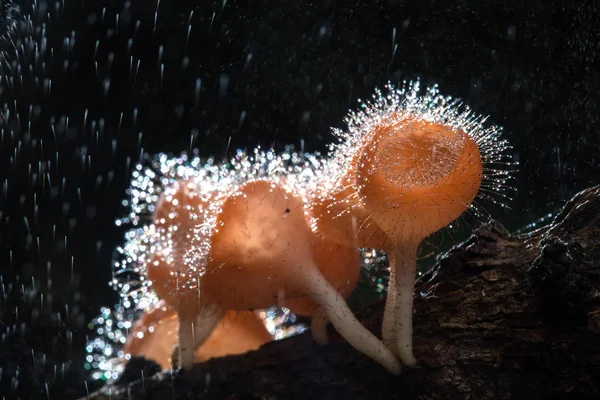 Fungi cup on decay wood with rain, in rainforest of Thailand — Stock Photo, Image