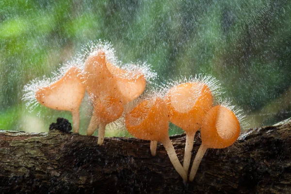 Copa de hongos en madera en descomposición con lluvia, en la selva tropical de Tailandia — Foto de Stock
