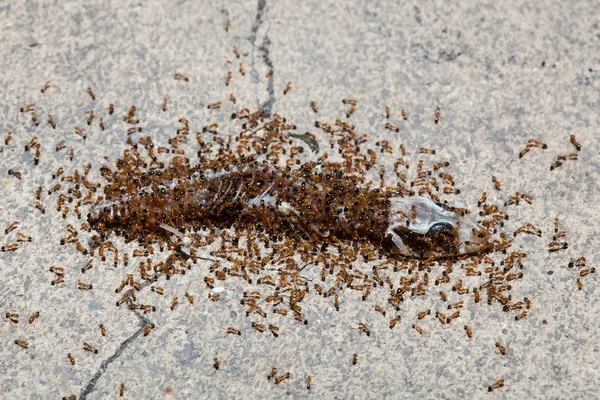 Las hormigas de la manada están comiendo carroña de lagarto en el suelo de cemento —  Fotos de Stock