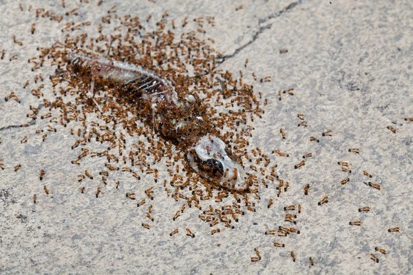 As formigas do rebanho estão comendo carniça de lagarto no chão de cimento — Fotografia de Stock