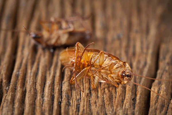 Cucarachas están muertas en la mesa de madera —  Fotos de Stock