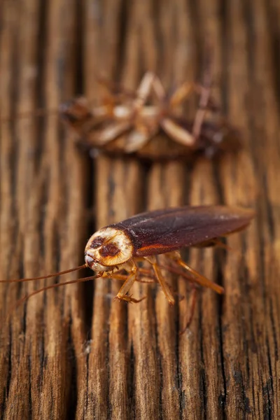 Kackerlackor är döda på trä bord — Stockfoto