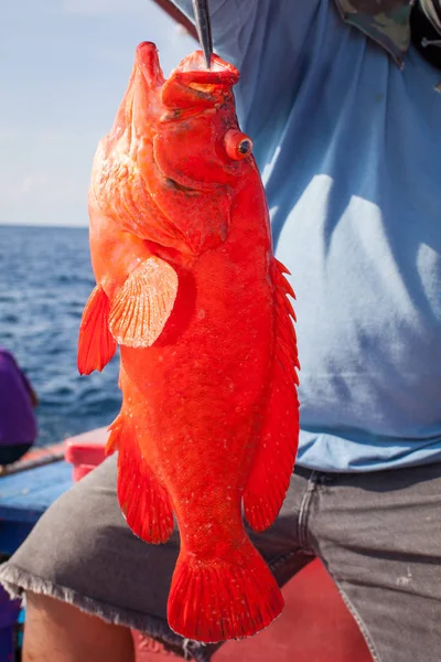 Pescador que tiene peces mero rojo en el barco de pesca —  Fotos de Stock