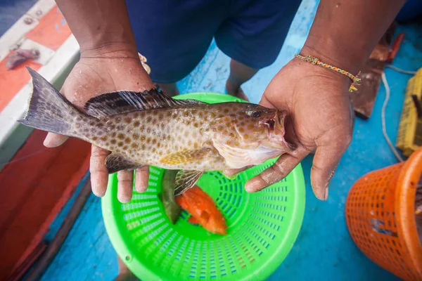fisherman holding grouper fish on the fishing boat