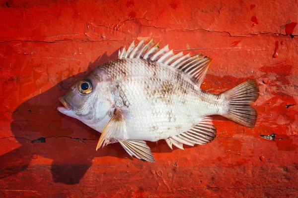 kırmızı ahşap zemin üzerinde taze balık