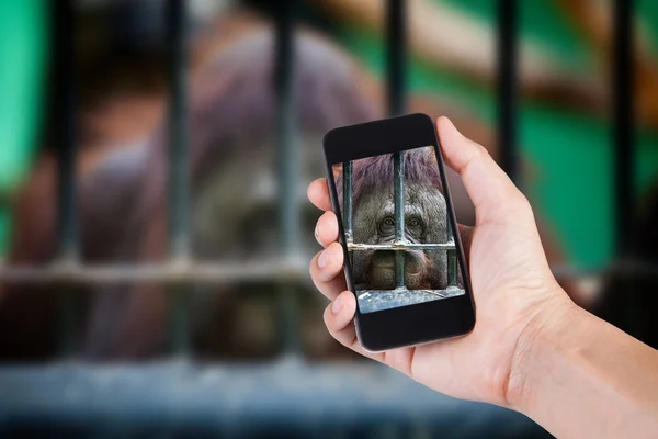 Smartphone beyaz ekran sahibi el ile bulanık kullanan kişi 