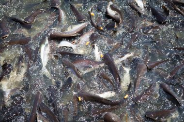 Tapınak alanı nehre besleme Pangasius kültürdür Thailan