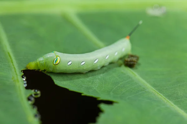 Oruga comiendo planta verde con estiércol . —  Fotos de Stock