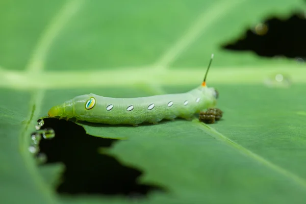 Bruco mangiare pianta verde con sterco . — Foto Stock