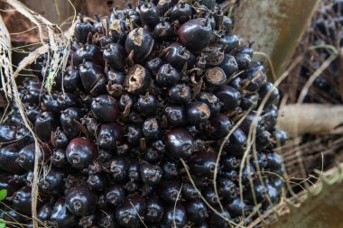 Petrol palmiye ağacı ve onun grup hurma bahçesinde