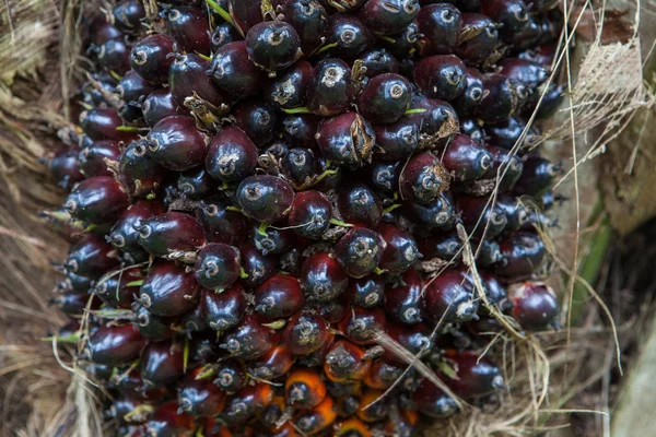 Petrol palmiye ağacı ve onun grup hurma bahçesinde